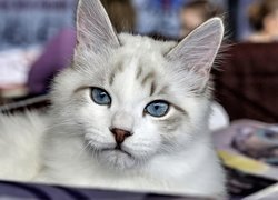 Szary, Kot, Kotek, Niebieskie, Oczy