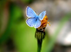Niebieski, Motyl, Modraszek ikar