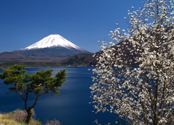Jezioro, Kwitnące, Drzewo, Góra, Fudżi, Japonia