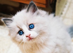 Kotek, Ragdoll, Niebieskie, Oczy