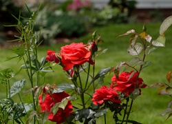 Czerwone, Róże, Gałązki