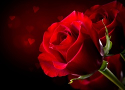 Walentynki, Serca, Czerwone, Róże