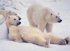 Miś, Niedźwiedzie polarne
