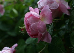 Różowe, Róże, Rosa, Krople