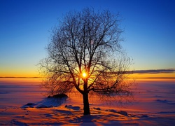 Drzewo, Promienie, Słońca Horyzont, Zima