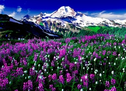 Góry, Purpurowo, Białe, Kwiaty
