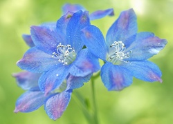 Niebieski, Kwiatki, Kwiatuszki