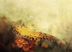 Obraz, Sitodruk, Motyl, Kwiaty