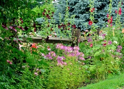 Ogródek, Kwiaty, Malwy