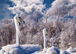 Drzewa, Latarnie, Śnieg, Zima