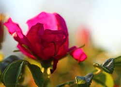 Róża, Kwiat, Liście