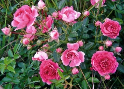 Krzew, Różowej, Róży