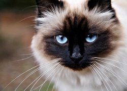 Kot syjamski, Niebieskie, Oczy, Zbliżenie