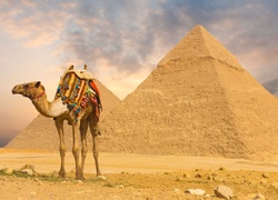 Wielbłąd, Piramidy, Siodło