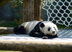 Panda, Zoo