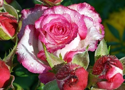 Róże, Rosa, Krople