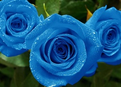 Niebieskie, Roze