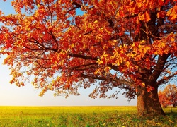 Jesień, Drzewa, Liście, Pole, Trawa