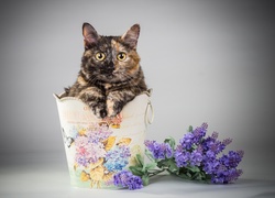 Kot, Pojemnik, Kwiaty