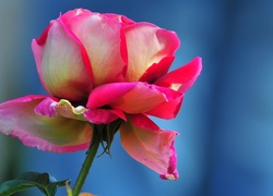Piękna, Różowa, Róża