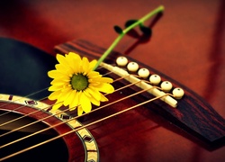 Gitara, Żółty, Kwiat, Gerbera