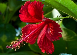 Kwiat, Czerwony Hibiskus