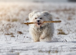 Pies,Hawanczyk,  Snieg, Patyk