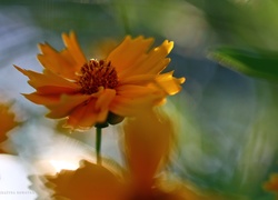 Pomarańczowy, Kwiat, Nachyłek