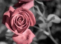 Róża, Vintage