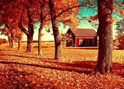 Jesień, Żółte, Liście, Drzewa, Domek