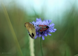 Kwiat, Motyl, Owad, Skrzydła