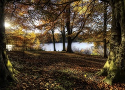 Jesień, Drzewa, Przebijające światło, Woda, Park