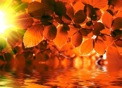 Jesień, Liście, Woda, Promienie słońca