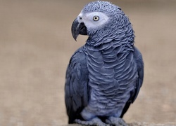 Papuga, Żako, Liberyjska