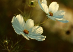 Kosmea, Białe, Kwiaty