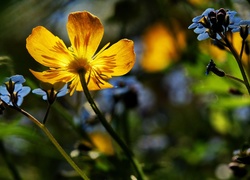 Żółte, Niebieskie, Kwiaty, Rozmycie