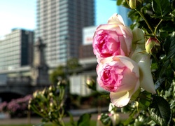 Różowe, Róże, Miasto