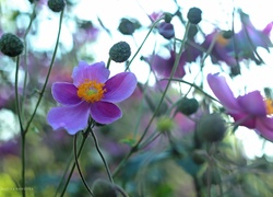 Zawilec Japoński, Fioletowy, Kwiat