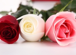 Kwiaty, Róże, Czerwona, Biała, Różowa