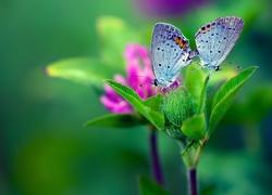 Motyle, Kwiat, Zieleń