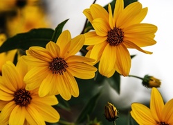 Żółte, Kwiaty, Rudbekia
