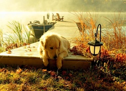 Pies, Golden retriever, Pomost, Jezioro, Mgła