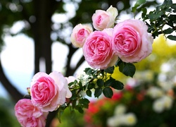 Różowe, Róże, Pnące
