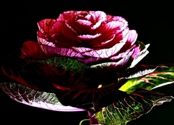 Kapusta, Róża