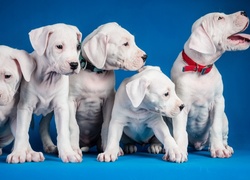 Psy, Białe, Szczeniaki, Pit Bull Terrier