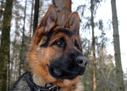 Pies, Owczarek niemiecki
