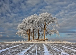 Pole, Drzewa, Obłoki, Zima, Świt