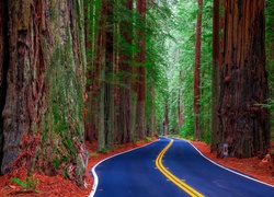 Stany Zjednoczone, Stan Kalifornia, Park Narodowy Redwood, Las, Drzewa, Sekwoje, Niebieska, Nawierzchnia