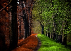 Las, Drzewa, Ścieżka, Lato, Jesień