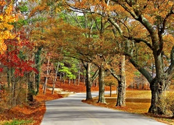 Jesień, Park, Alejka, Drzewa